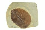 Fossil Leaf (Browniea) - Montana #270993-1